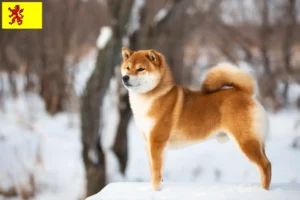 Lees meer over het artikel Shiba fokkers en pups in Zuid-Holland