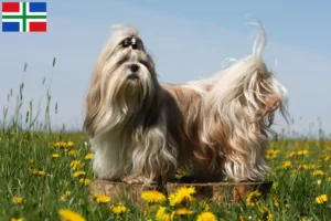 Lees meer over het artikel Shih Tzu fokkers en pups in Groningen