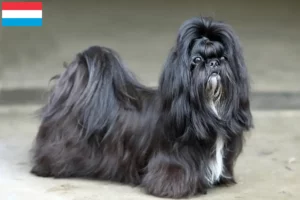 Lees meer over het artikel Shih Tzu fokkers en pups in Luxemburg