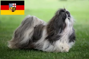 Lees meer over het artikel Shih Tzu fokkers en pups in Saarland