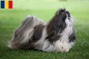 Lees meer over het artikel Shih Tzu fokkers en pups in Roemenië