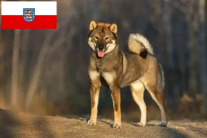 Lees meer over het artikel Shikoku fokkers en pups in Thüringen