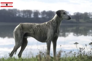 Lees meer over het artikel Sloughi fokkers en pups in Drenthe