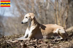 Lees meer over het artikel Sloughi fokkers en pups in Overijssel