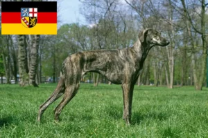 Lees meer over het artikel Sloughi fokkers en puppies in Saarland