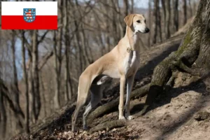 Lees meer over het artikel Sloughi fokkers en pups in Thüringen
