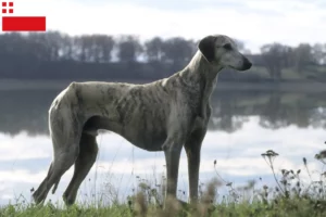 Lees meer over het artikel Sloughi fokkers en pups in Utrecht