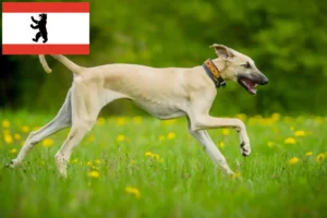 Lees meer over het artikel Sloughi fokkers en puppies in Berlijn