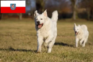 Lees meer over het artikel Slovensky Cuvac fokkers en pups in Thüringen