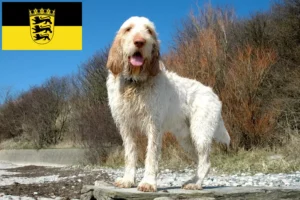 Lees meer over het artikel Spinone Italiano fokkers en pups in Baden-Württemberg