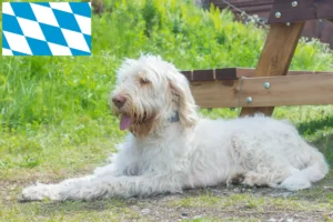 Lees meer over het artikel Spinone Italiano fokkers en pups in Beieren