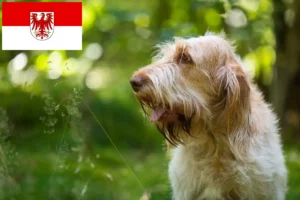 Lees meer over het artikel Spinone Italiano fokkers en pups in Brandenburg