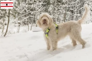 Lees meer over het artikel Spinone Italiano fokkers en pups in Drenthe