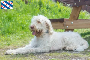 Lees meer over het artikel Spinone Italiano fokkers en pups in Friesland