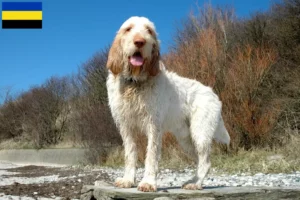 Lees meer over het artikel Spinone Italiano fokkers en pups in Gelderland