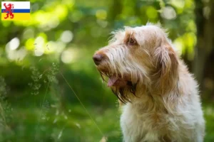 Lees meer over het artikel Spinone Italiano fokkers en pups in Limburg