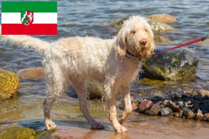 Lees meer over het artikel Spinone Italiano fokkers en pups in Noordrijn-Westfalen