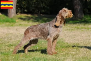 Lees meer over het artikel Spinone Italiano fokkers en pups in Overijssel