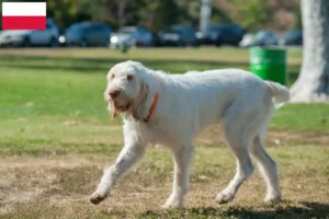 Lees meer over het artikel Spinone Italiano fokkers en pups in Polen