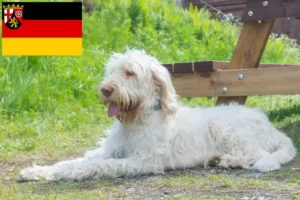 Lees meer over het artikel Spinone Italiano fokkers en pups in Rijnland-Palts