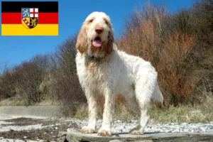 Lees meer over het artikel Spinone Italiano fokkers en pups in Saarland