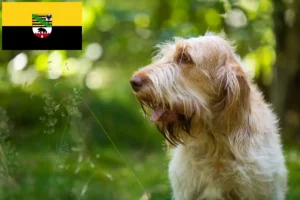 Lees meer over het artikel Spinone Italiano fokkers en pups in Saksen-Anhalt