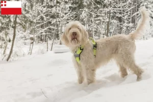 Lees meer over het artikel Spinone Italiano fokkers en pups in Utrecht