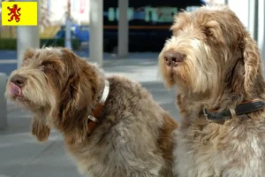 Lees meer over het artikel Spinone Italiano fokkers en pups in Zuid-Holland