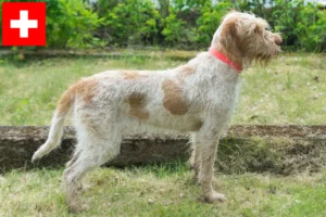 Lees meer over het artikel Spinone Italiano fokkers en pups in Zwitserland