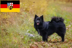 Lees meer over het artikel Spitz fokkers en pups in Saarland