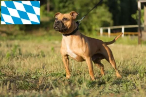 Lees meer over het artikel Staffordshire Bull Terrier fokkers en puppies in Beieren