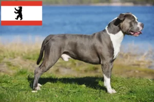 Lees meer over het artikel Staffordshire Bull Terrier fokkers en puppies in Berlijn