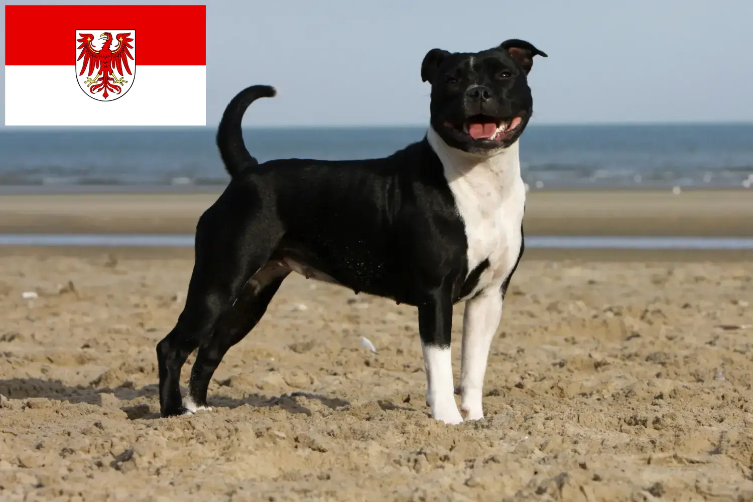 Lees meer over het artikel Staffordshire Bull Terrier fokkers en pups in Brandenburg