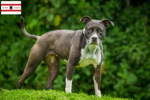 Lees meer over het artikel Staffordshire Bull Terrier fokkers en pups in Drenthe