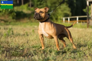 Lees meer over het artikel Staffordshire Bull Terrier fokkers en puppies in Flevoland