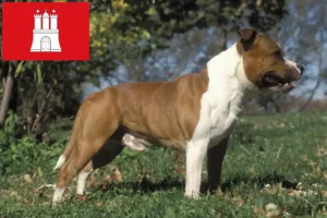 Lees meer over het artikel Staffordshire Bull Terrier fokkers en pups in Hamburg