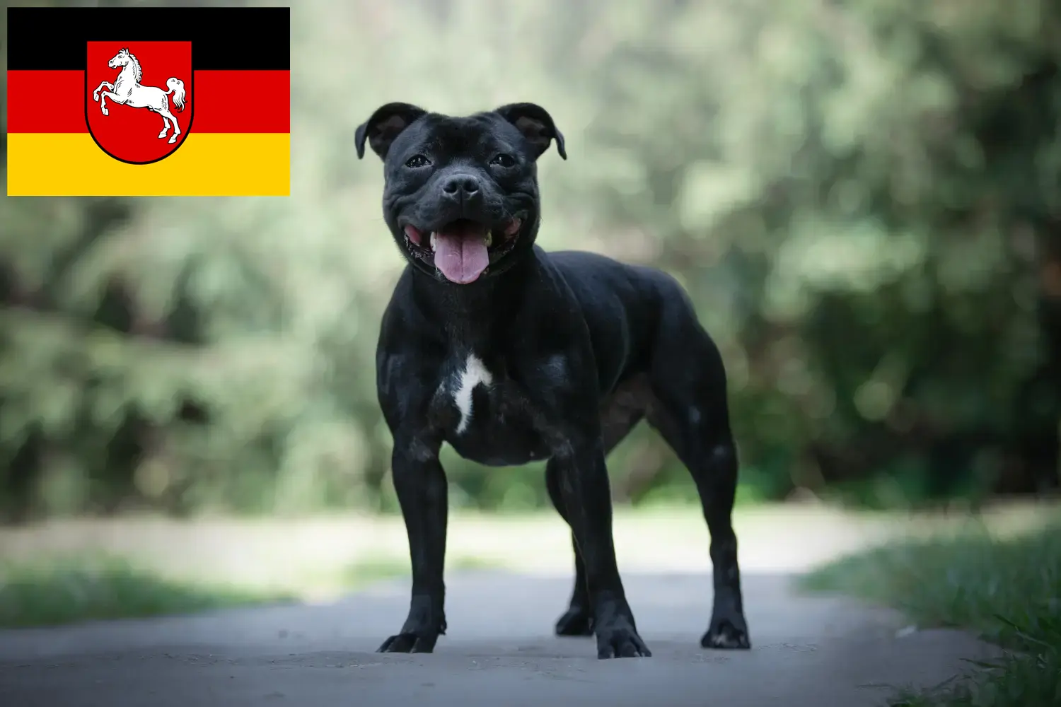 Lees meer over het artikel Staffordshire Bull Terrier fokkers en puppies in Nedersaksen