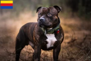 Lees meer over het artikel Staffordshire Bull Terrier fokkers en pups in Noord-Holland