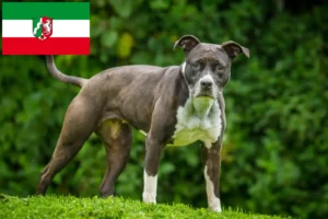 Lees meer over het artikel Staffordshire Bull Terrier fokkers en pups in Noordrijn-Westfalen