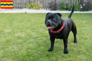 Lees meer over het artikel Staffordshire Bull Terrier fokkers en pups in Overijssel