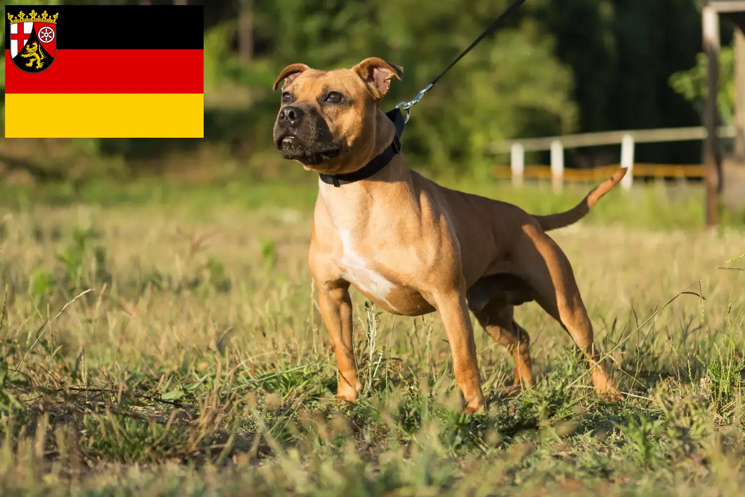 Lees meer over het artikel Staffordshire Bull Terrier fokkers en pups in Rijnland-Palts