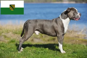 Lees meer over het artikel Staffordshire Bull Terrier fokkers en puppies in Saksen