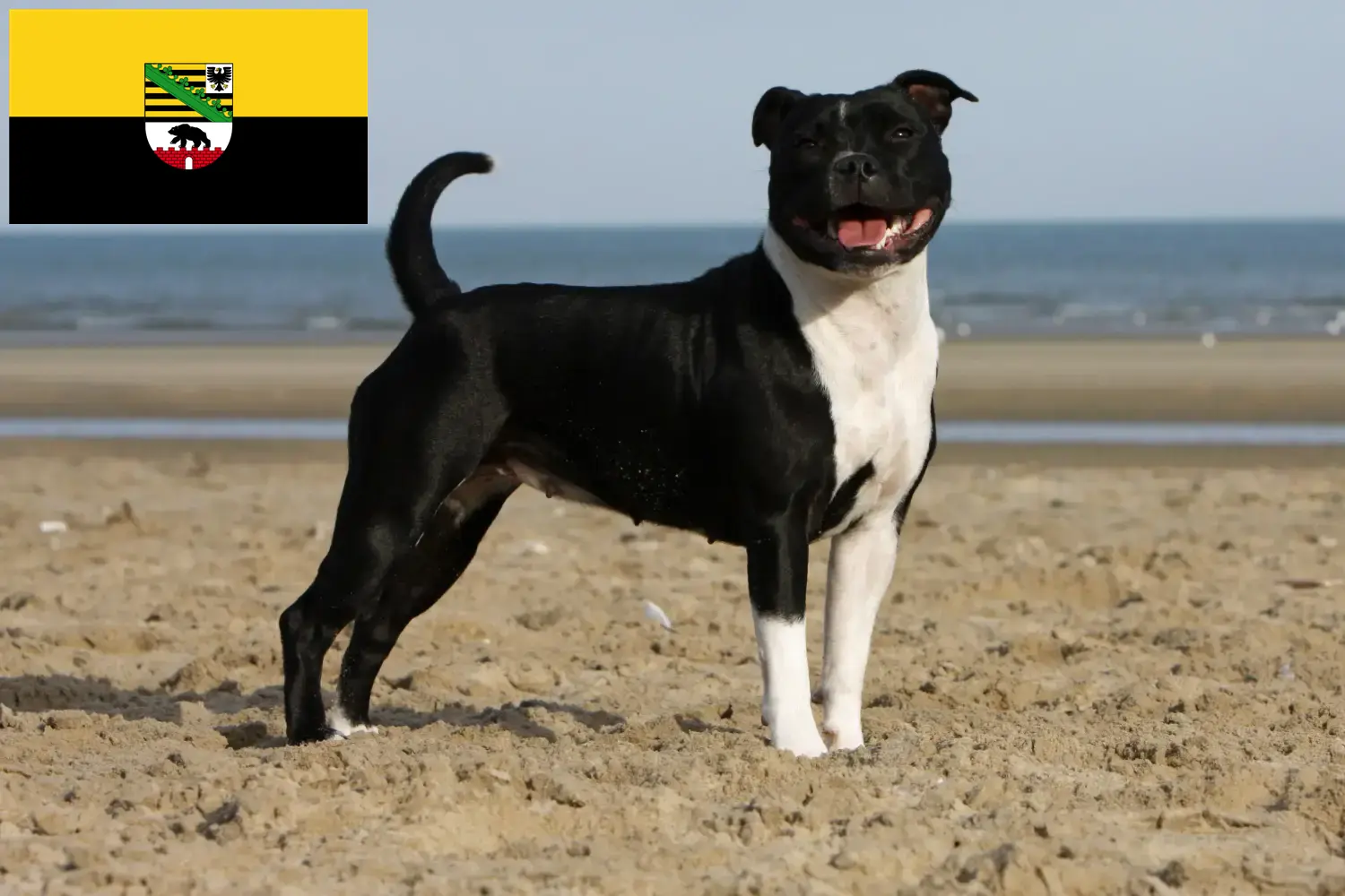 Lees meer over het artikel Staffordshire Bull Terrier fokkers en pups in Saksen-Anhalt