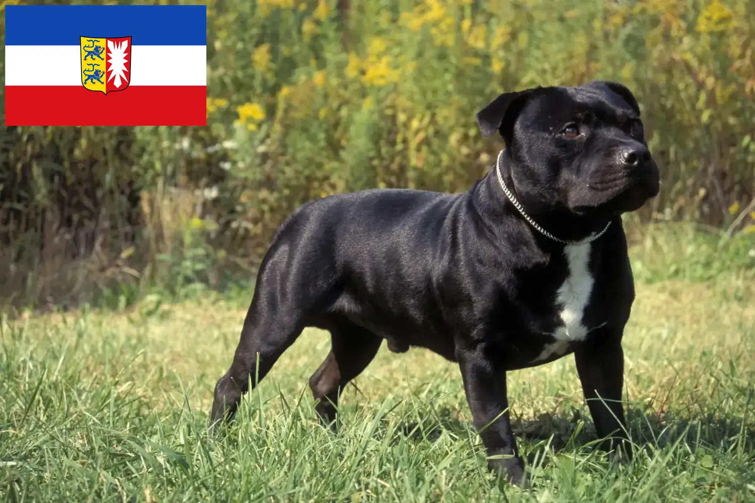 Lees meer over het artikel Staffordshire Bull Terrier fokkers en pups in Sleeswijk-Holstein