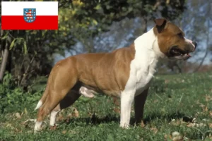 Lees meer over het artikel Staffordshire Bull Terrier fokkers en pups in Thüringen