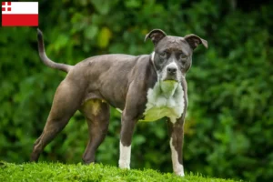 Lees meer over het artikel Staffordshire Bull Terrier fokkers en pups in Utrecht