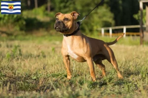 Lees meer over het artikel Staffordshire Bull Terrier fokkers en pups in Zeeland