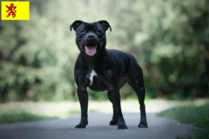 Lees meer over het artikel Staffordshire Bull Terrier fokkers en pups in Zuid-Holland