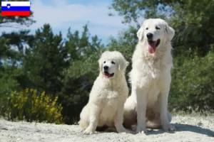 Lees meer over het artikel Tatra Herdershond fokkers en pups in Slovenië