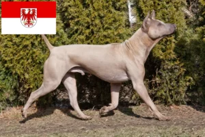 Lees meer over het artikel Thai Ridgeback fokkers en pups in Brandenburg